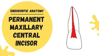 Endodontic Anatomy of the Permanent Maxillary Central Incisor  Root canal anatomy [upl. by Rothberg]