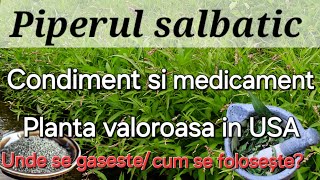 Piperul salbatic  Condiment si medicament Unde il gasesti cum arata [upl. by Ado]