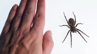 Wolf spider Lycosa grooming [upl. by Sajet707]