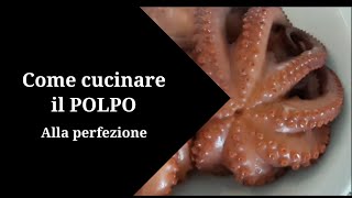 Come cuocere il polpo alla perfezione [upl. by Lach]