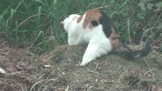 Katze bei der Jagd wildlife Pussy Cat during the hunt [upl. by Deehan282]