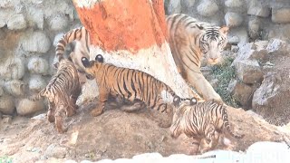 Beautiful relation between Mother and Cubs  Zoological Park [upl. by Adalie]