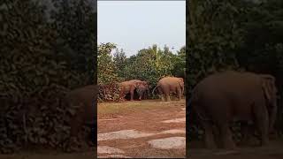 Elephant new video like share comment subscribe kejia please [upl. by Ahsin]