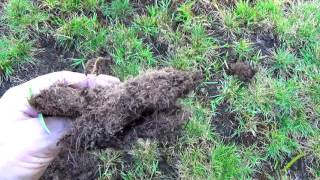 Repairing A Damage Lawn In August [upl. by Anekam]