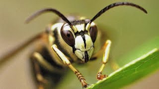 Almost stung by BALD FACED HORNET WASPS [upl. by Adnek]