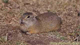 Popandau la vizuina  European ground squirrel Citellus citellus [upl. by Ennahgiel759]