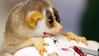 Toxic Bite Of Slow Loris  Poisonous Animals As Pets [upl. by Sass813]