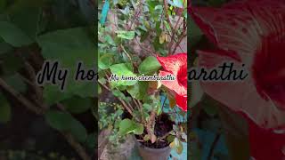 Hibiscus in pot with tulsi in my home garden [upl. by Nilesoy]