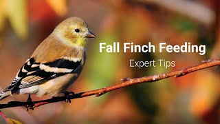 Fall Finch Feeding Tips [upl. by Newhall]