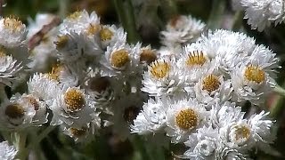 Western Pearly Everlasting Anaphalis margaritacea [upl. by Bonns]