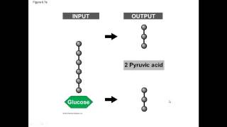 Chapter 6 glycolysis [upl. by Durman]