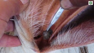 Amazing video 2023 of deep ear wax removal on cow [upl. by Duhl797]