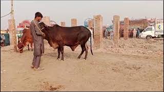 Lahore Cow Mandi Beautiful Cholistani Sahiwal bahut Khubsurat nasl ke janwar [upl. by Anitnahs]