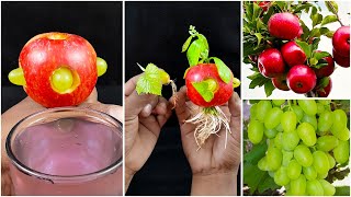 How to grow apple amp grape plant from fruit at home  Easy way to gardening [upl. by Sidonius249]