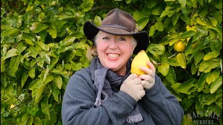 How to Harvest Quince [upl. by Chicky]