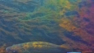 Closeup Underwater video of Large Walleye on The Clinch River TN Tailwater [upl. by Glorianna662]