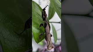 Phyllocrania paradoxa male ZZ the Ghost mantis [upl. by Enirehtahc699]