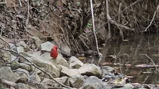 Northern Cardinal by Stream [upl. by Nilloc]