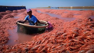 🦞🦐Shrimp Farming and Manufacturing in Factory 🍤🦐 Shrimp Processing Plant [upl. by Novert]