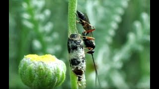 Hyposoter didymator parasitized caterpillars of Cucullia santolinae [upl. by Octavus]