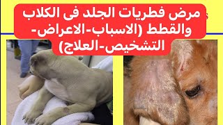 مرض فطريات الجلد فى الكلاب والقطط Ringworm Dermatophytosis in Dogs and Cats [upl. by Latsyrhk]