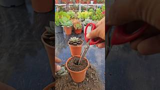 Succulent repotting idea for better growth 😍💚 succulent plants garden cactus gardening [upl. by Horten]