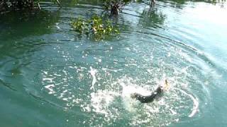 Barramundi on popper Limmen River NT [upl. by Moe]