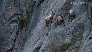 Alpine ibex climbing up a steep mountain rock face one pushes another one away [upl. by Clemente]