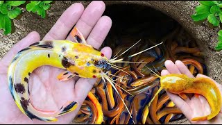 Catching Strange Tiny Ornamental Panda Catfish Surgeonfish Neon fish Pufferfish Koi Fish [upl. by Elsi]