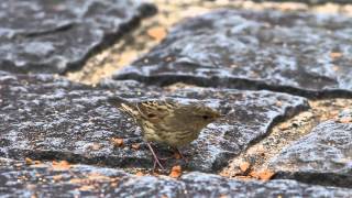 Lanceolated Warbler [upl. by Snevets]