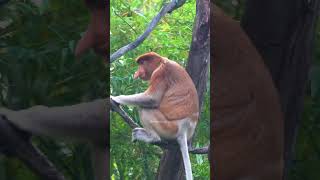 Long nosed proboscis monkey nasalis larvatus monkey proboscis cute nature wildlife HA91117 [upl. by Goodrich]