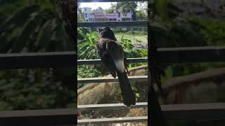 Bulbul Pakhi redventedbulbul bulbul viralvideo viralshorts viralreels birdslover birds riya [upl. by Einhpad]