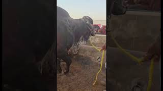 Bull Haji Shokat Dogar  Beautiful Breeder  cow farming bull [upl. by Renrag294]