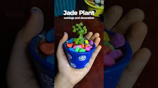 Jade Plant Cuttings amp Creative Decoration Ideas for Your Home jadeplant [upl. by Gearalt969]