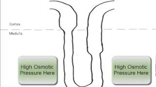 Urine Formation [upl. by Herrick]