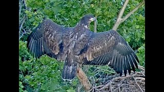 20240531 BC BC24 FriYay Aerobics  Bluff City Bald Eagles [upl. by Amaerd909]