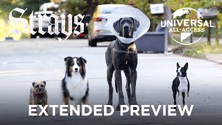 Strays Will Ferrell  The Worst Dog Owner Does Indeed Exist  Extended Preview [upl. by Charisse]