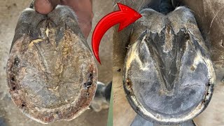 Hoof Restoration and satisfying asmr horse farrier farrierlife خيل horseshoeing [upl. by Yehudi]