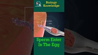 Sperm Enter In Egg  Sperm Head Enters The Ovum  The Reproductive System  Biology Fertilization [upl. by Nehgaem577]