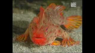 Handfish from Tasmania Australia  fish that walk [upl. by Shauna]