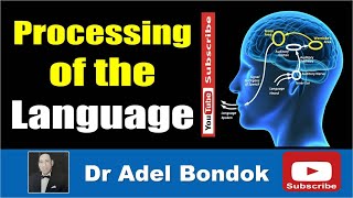 Cortical Processing of Language Dr Adel Bondok [upl. by Lunette]