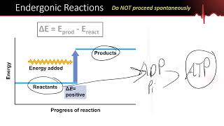 Metabolism Part 1  AnabolicCatabolic EndergonicExergonic OxidationReduction Enzyme Function [upl. by Melodee]