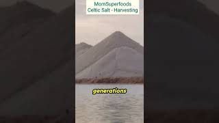 Traditional Celtic Salt Production A Natural Approach to Harvesting [upl. by Latonia]