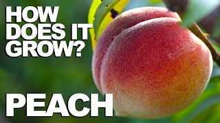 PEACH  How Does it Grow [upl. by Wolk]