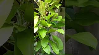 Philodendron lemon lime plantPhilodendron ceylon gold plant caring malayalam [upl. by Ingold]