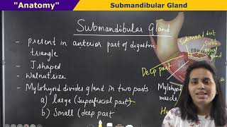 Submandibular gland anatomy  submandibular salivary gland submandibular gland drlectur drprerna [upl. by Zoubek674]