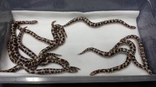 2016 Nuclear Kenyan sand boa litter from Snakeherder Constrictors [upl. by Zilber378]