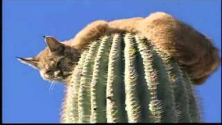 Bobcat Climbs Up 40ft Tall Cactus to Escape Predator [upl. by Elvie]