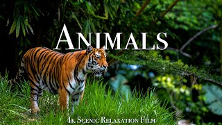 Animals Of The World 4K  Scenic Wildlife Film With Calming Music [upl. by Yssim]