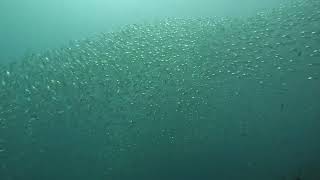 Long Jawed Mackerel at the House Reef [upl. by Lalitta]